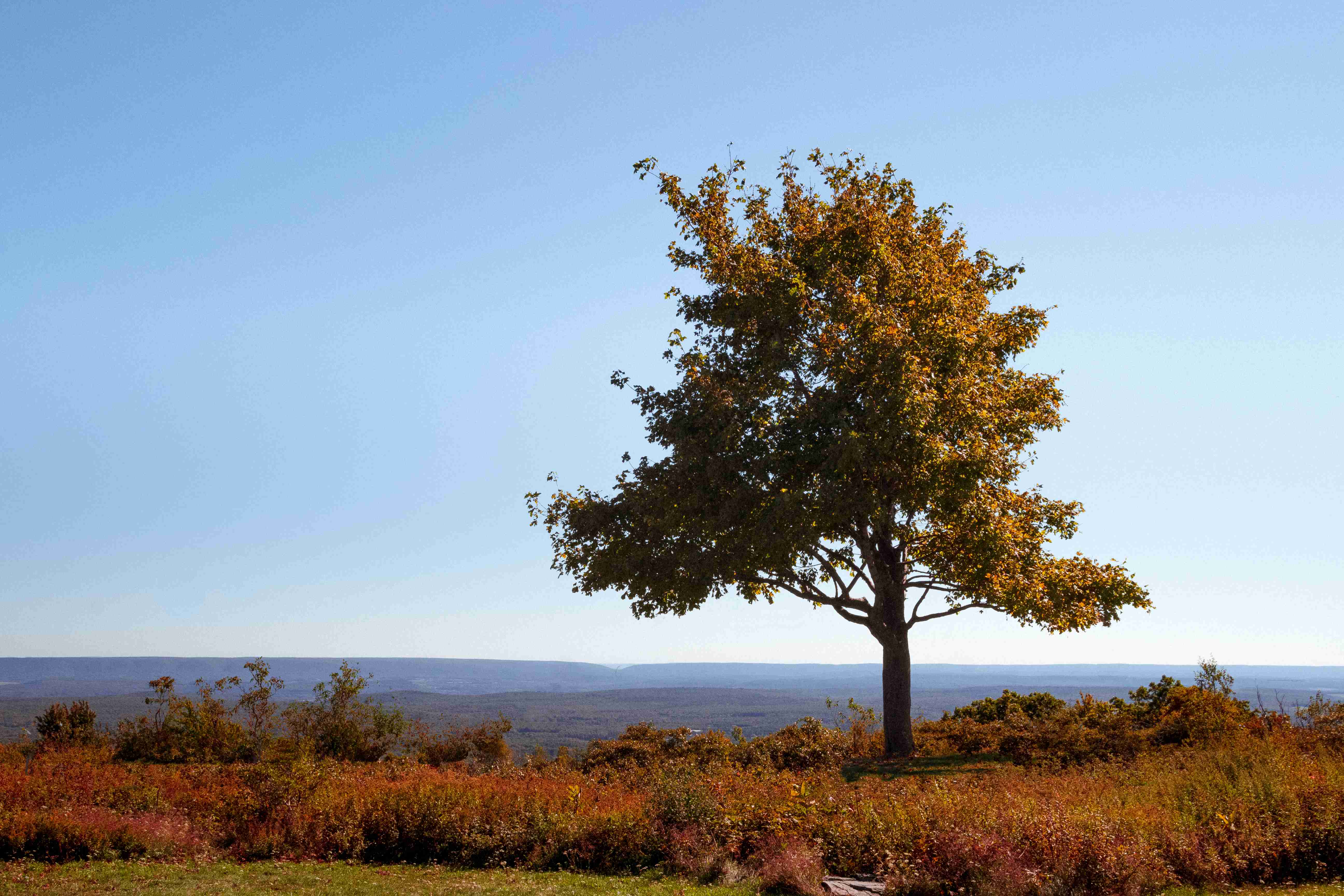 Lonely Appalachian mountain tree.