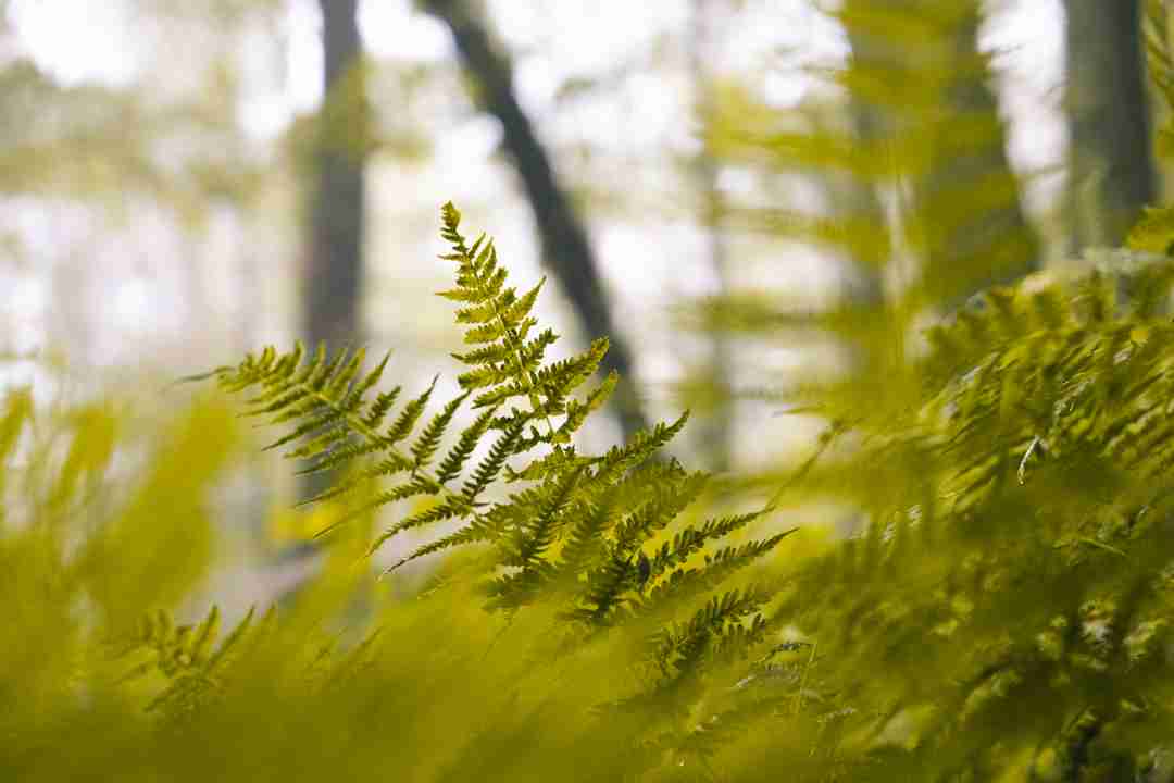 Hay-scented Fern.