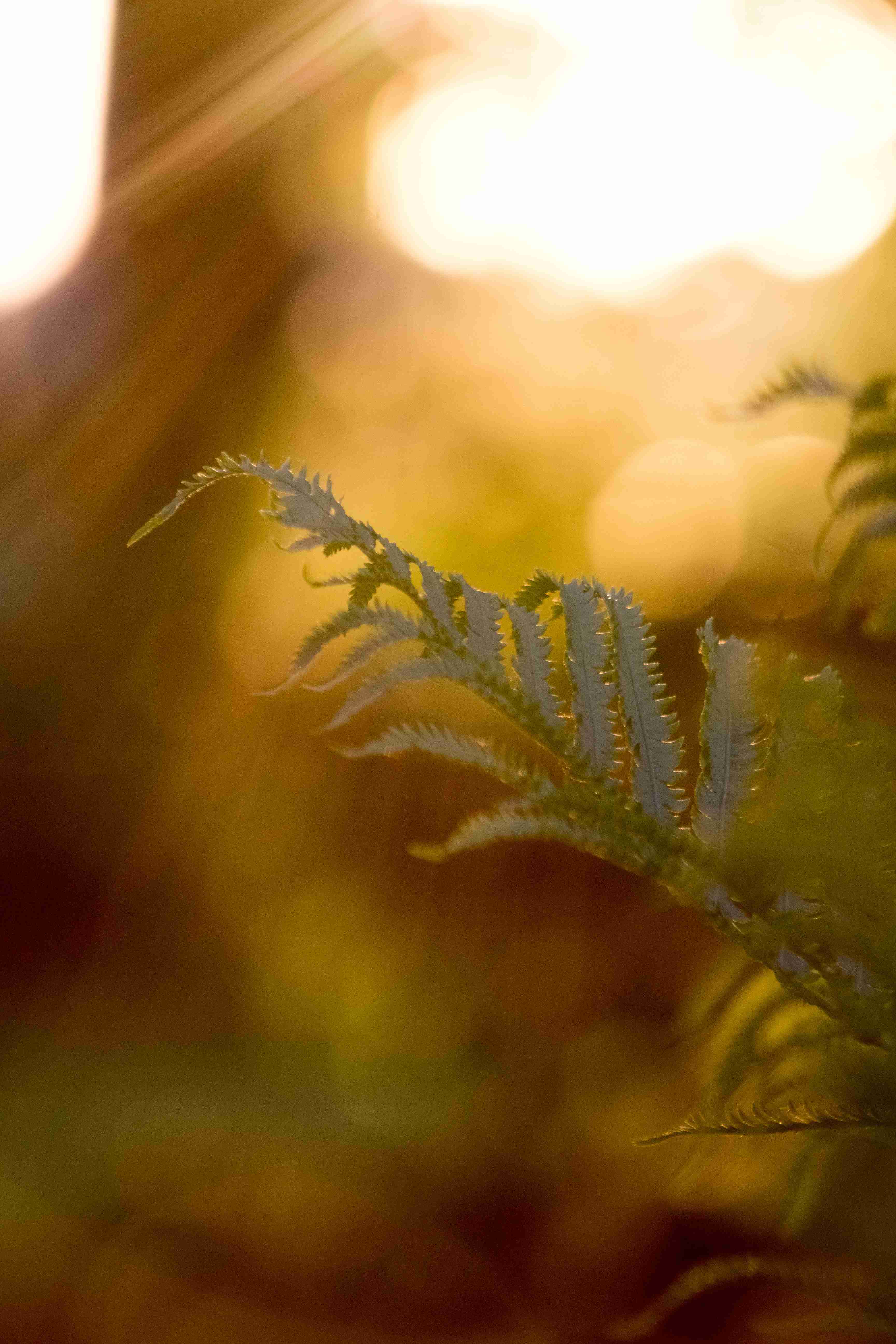 Golden Fern.