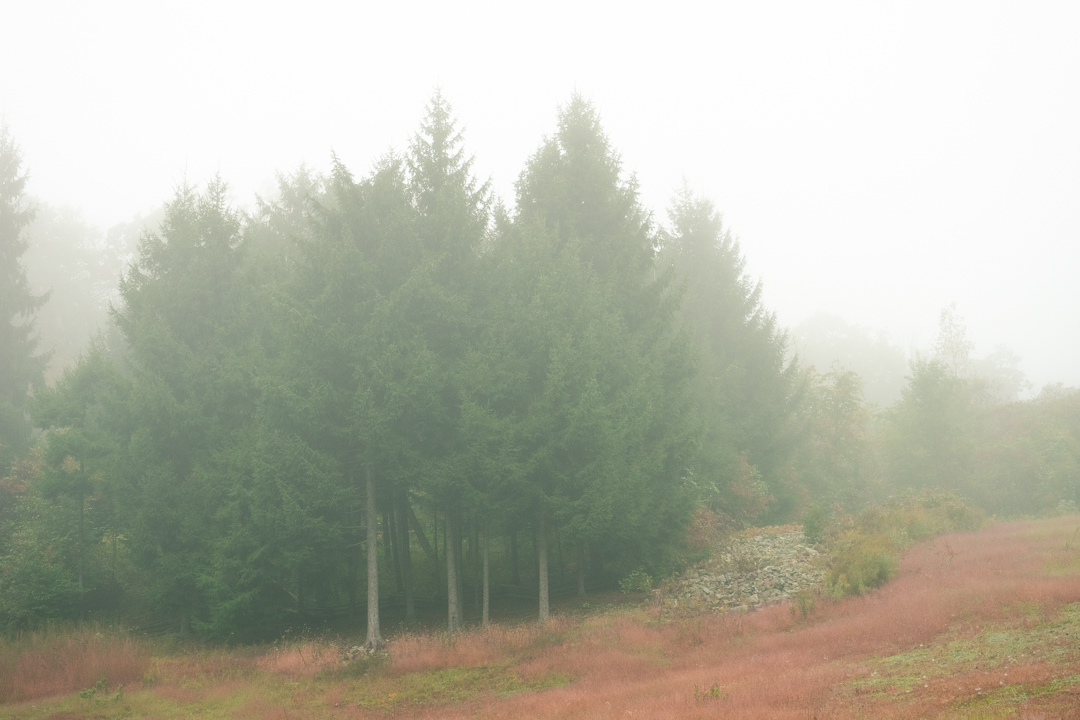 Trees in the mist.